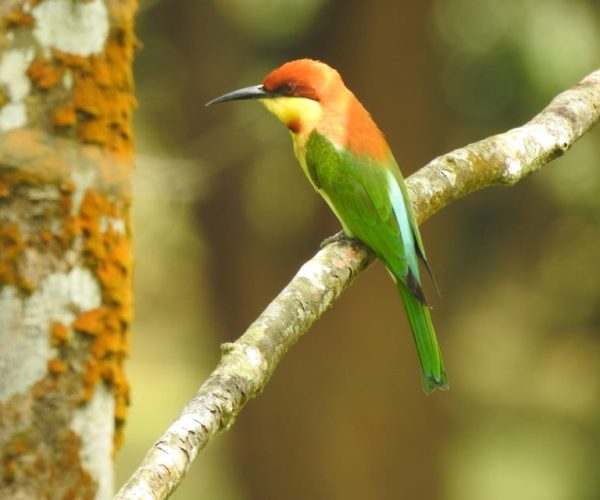 Bird watching day tour – Pick up and drop from the Hotel – Western Province, Sri Lanka, Sri Lanka