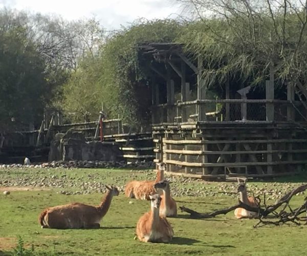 Buenos Aires: Bioparque Temaiken with Transfers – Buenos Aires, Argentina