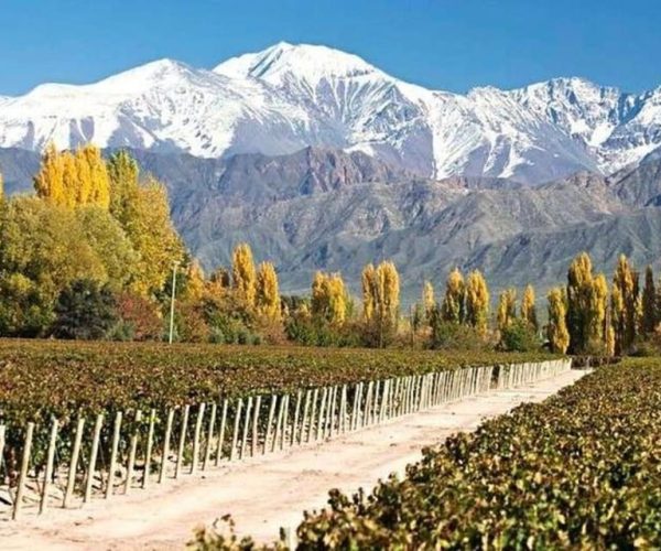 Buenos Aires: Mendoza Winery Day Trip with Lunch and Flights – Buenos Aires, Argentina