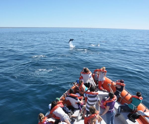 Dolphin watching and boat trip in Puerto Madryn – Puerto Madryn, Argentina