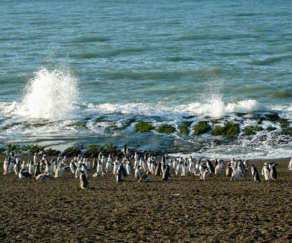 From Puerto Madryn: Penguin Tour & Península Valdés Day Trip – Chubut Province, Argentina