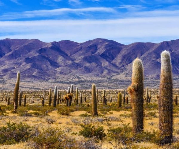 From Salta: Cachi and Los Cardones National Park Tour – los Cardones National Park, Argentina