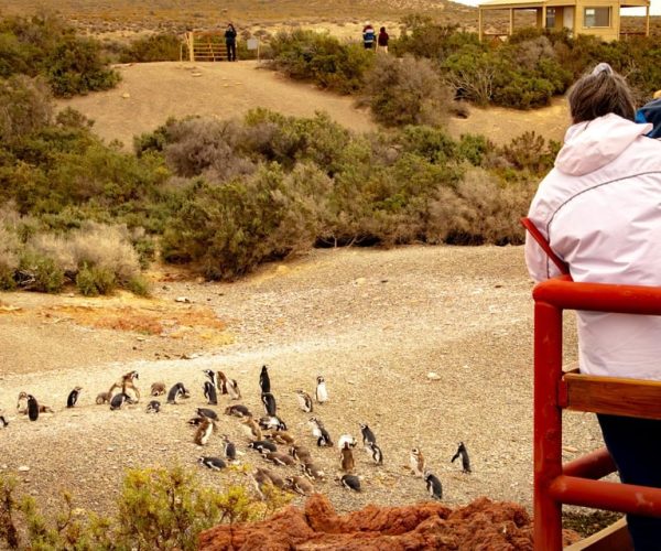 Full Day Punta Tombo – Walking Among Penguins Experience – Punta Tombo, Argentina