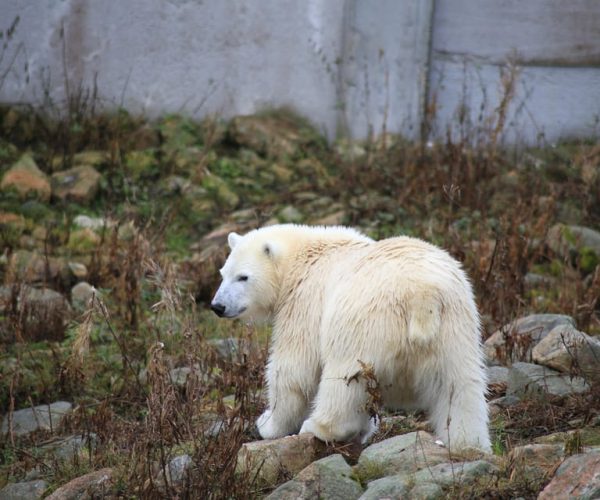 Guided tour in Ranua zoo with hotel pick up – Ranua Wildlife Park, Finland