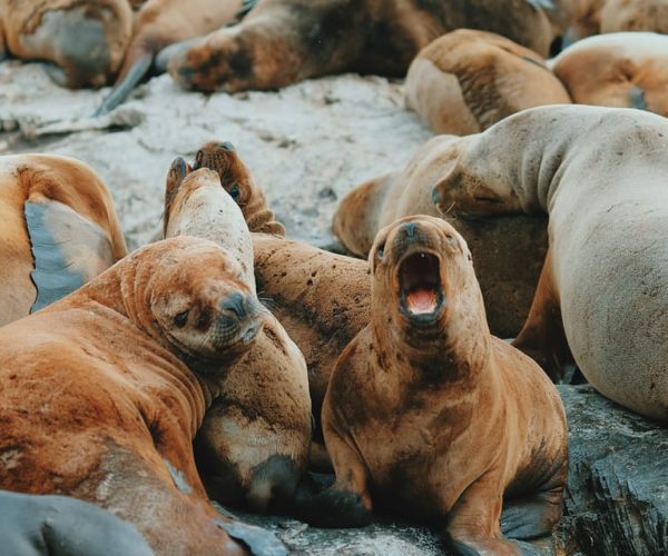 Navigating through the mythical Beagle Channel – Tierra del Fuego, Argentina