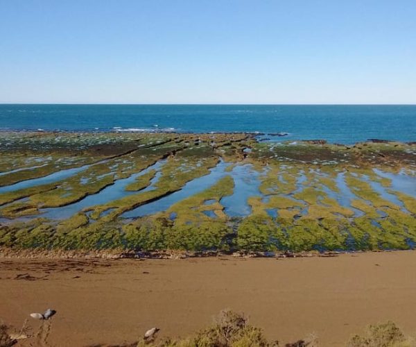 Peninsula Valdes: Shore excursion for cruise passengers – Chubut Province, Argentina