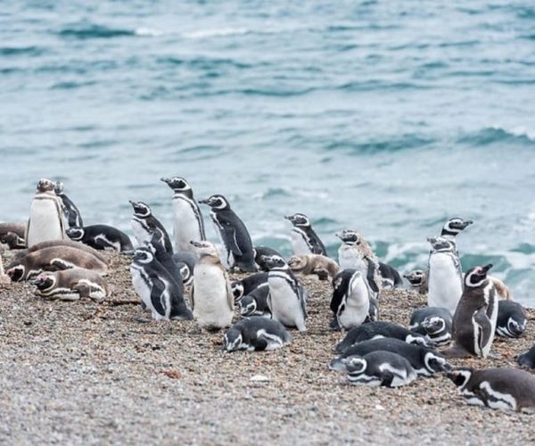 Península Valdés with Estancia San Lorenzo (Full Day) – Chubut Province, Argentina