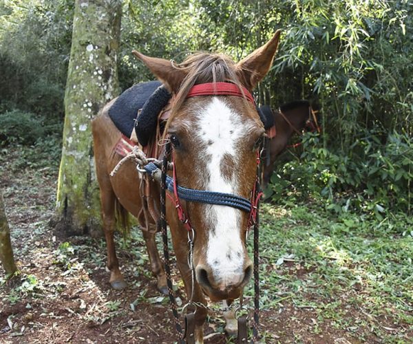 Puerto Iguazu: Jungle Horseback Ride with Guaraní Community – Misiones, Argentina