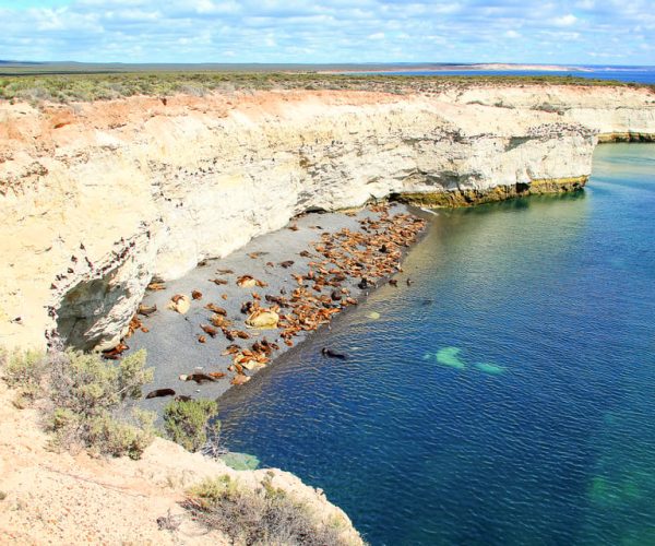 Puerto Madryn: 3-Hour Snorkeling Trip with Sea Lions – Chubut, Argentina