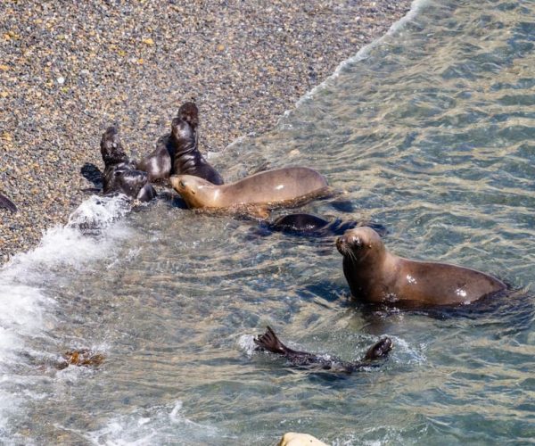 Puerto Madryn: Punta Loma Shore Excursion – Chubut Province, Argentina