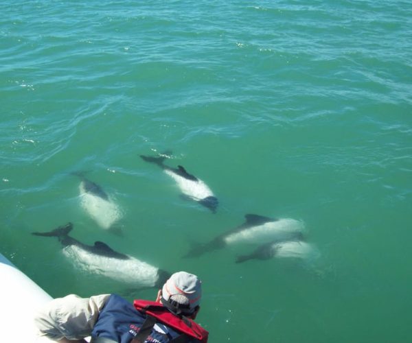 Punta Tombo + Rawson + Isla Escondida from Puerto Madryn/rel – Punta Tombo, Argentina