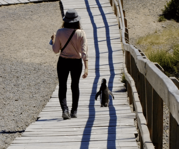 Punta Tombo: Shore Excursion for cruise passengers – Chubut Province, Argentina