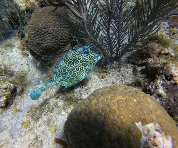 San Andrés: Guided Scuba Diving Trip with Hotel Transfer – San Andrés Island, Colombia