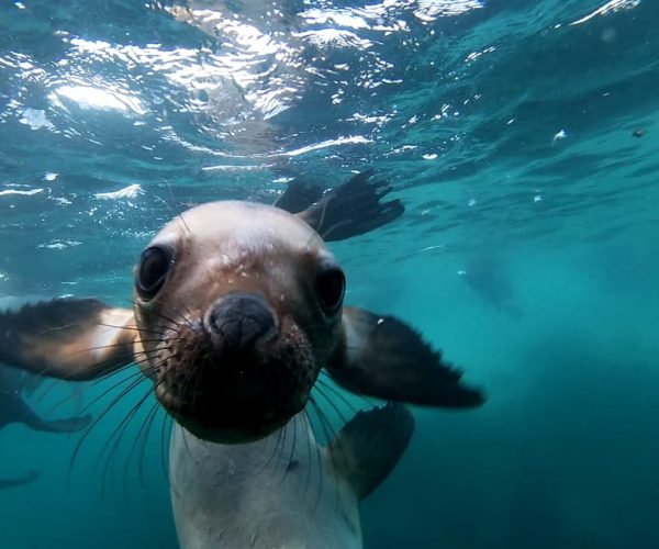 Snorkeling with Sea Lions – Chubut, Argentina