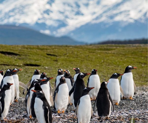 Tierra del Fuego National Park & B Channel Without Train – Tierra del Fuego, Argentina