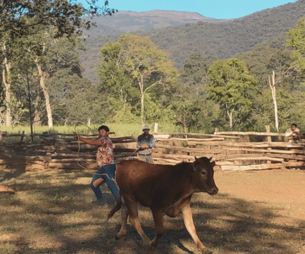 Yungas : full day with gauchos – Salta, Argentina