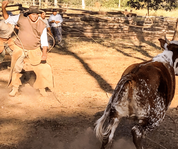 Yungas : full day with gauchos – transfer inc. from Salta – Finca La Fé, Argentina