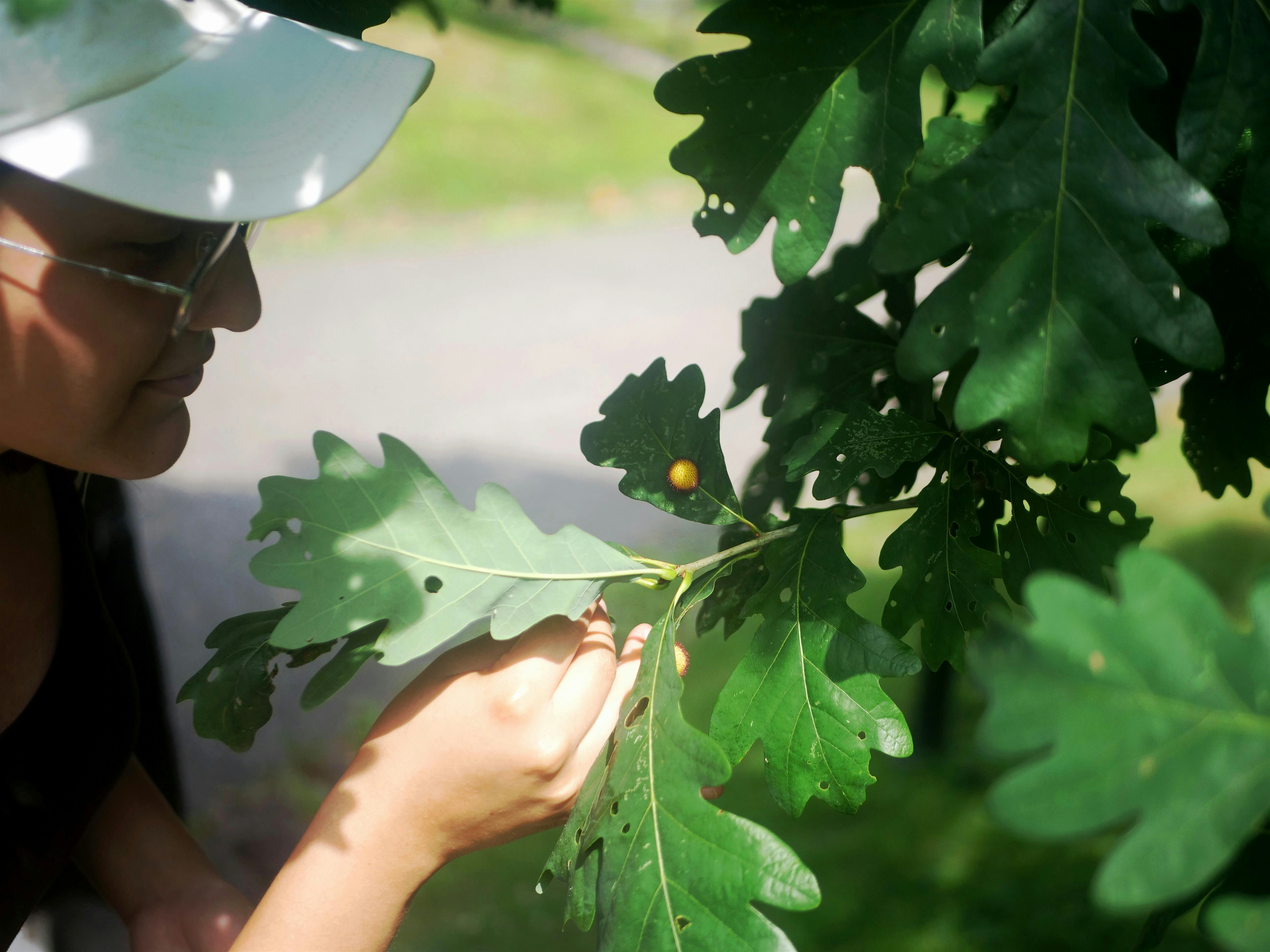 Behind the Bumps: Leaf Galls and Their Ecological Impact – Brooklyn, NY