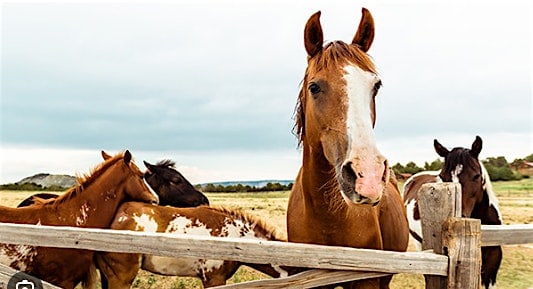 Nature & Networking: BEAUtiful Horse Farm – Rockaway Township, NJ