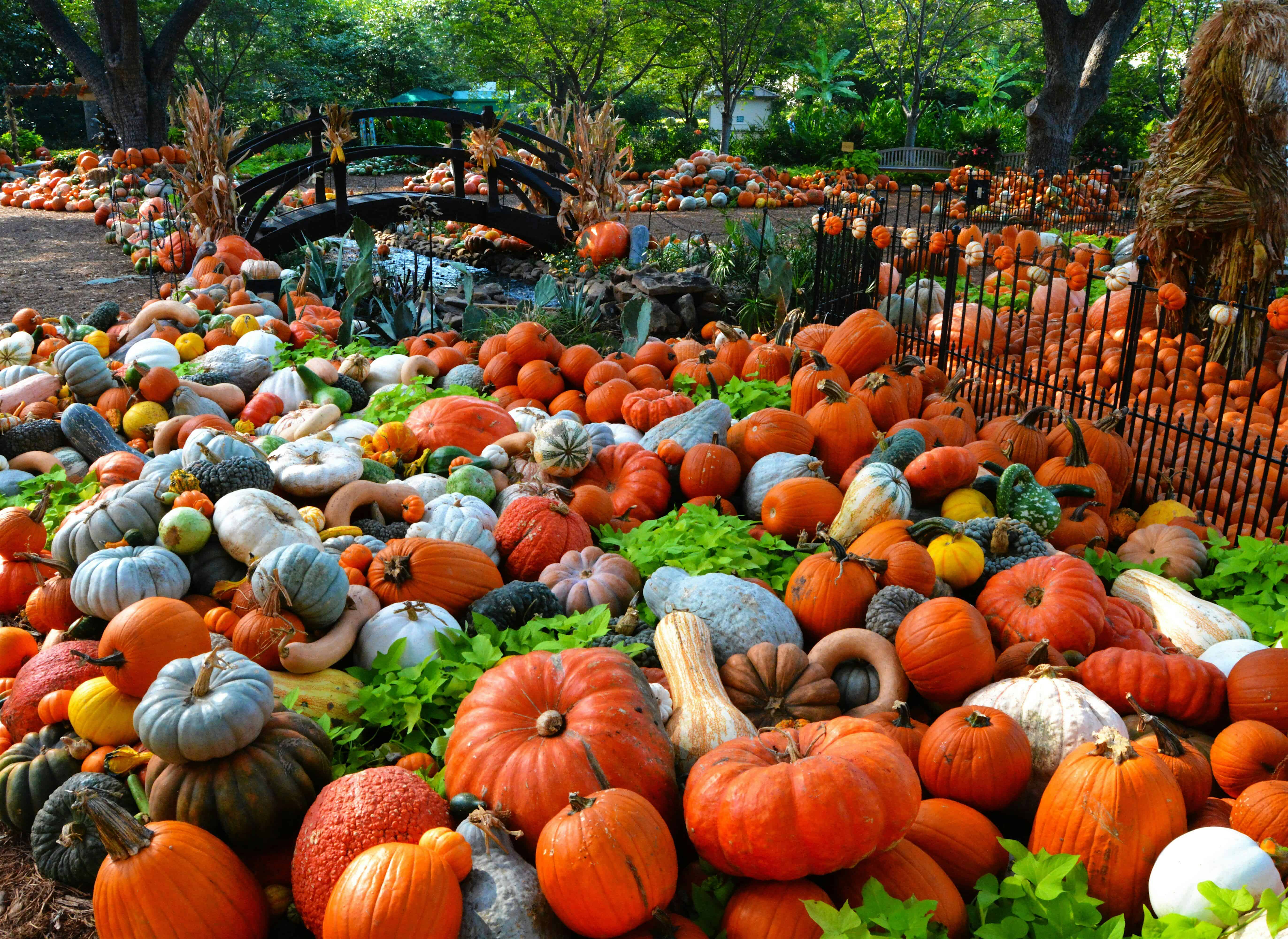 Pasta and Pumpkins! – Richmond, VA