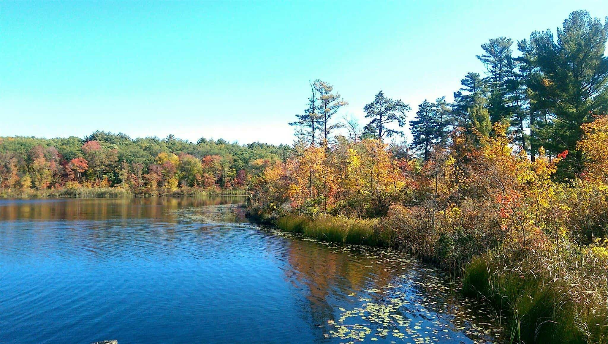 Walking City Trail Bird Walk—Stony Brook Reservation – Hyde Park, MA