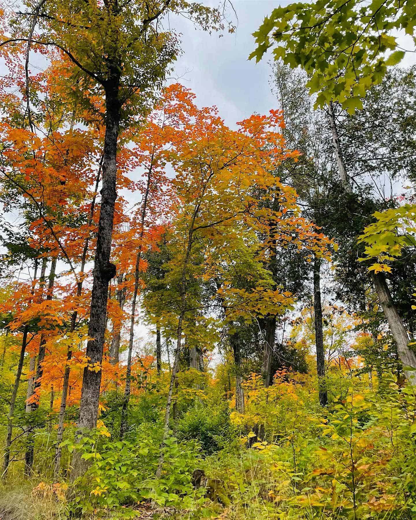 Fall Color Tour of Allegan Forest – Plainwell, MI