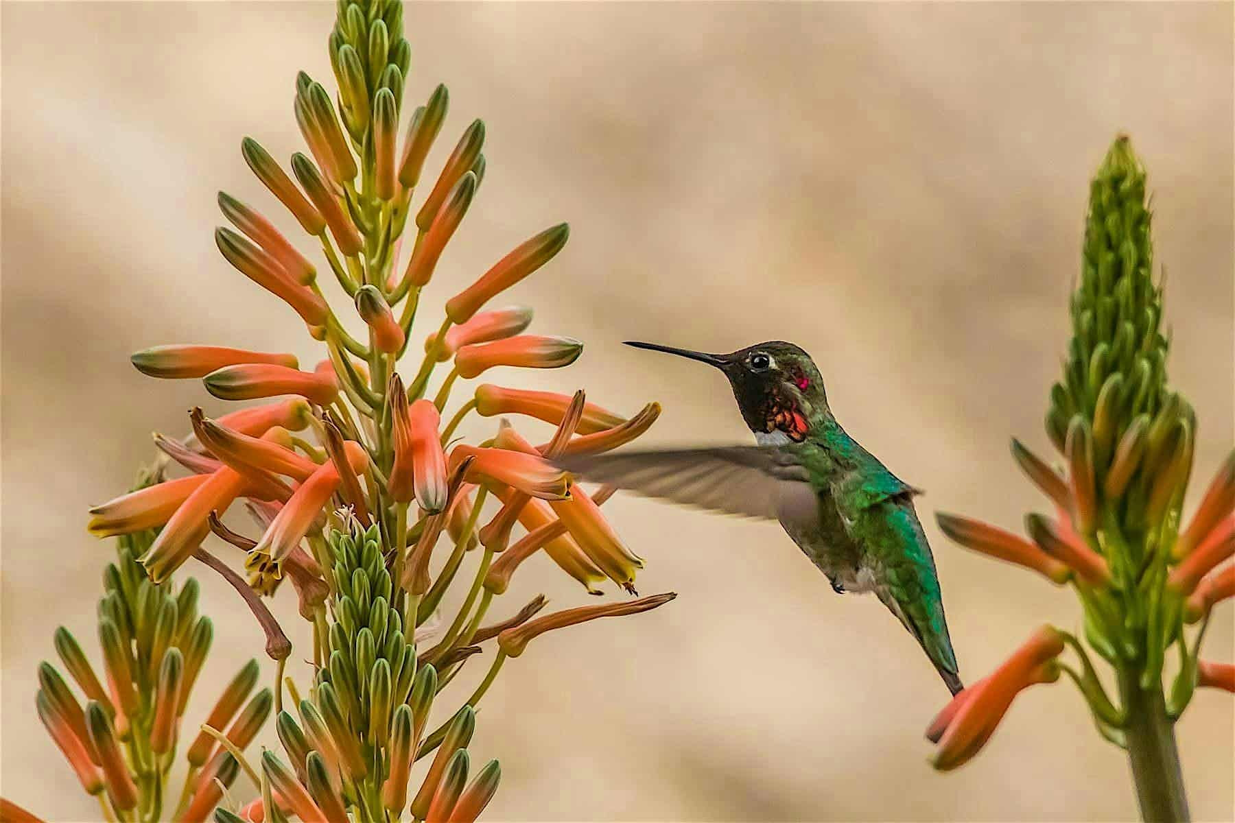 Garden Tour de Bird – Tempe, AZ