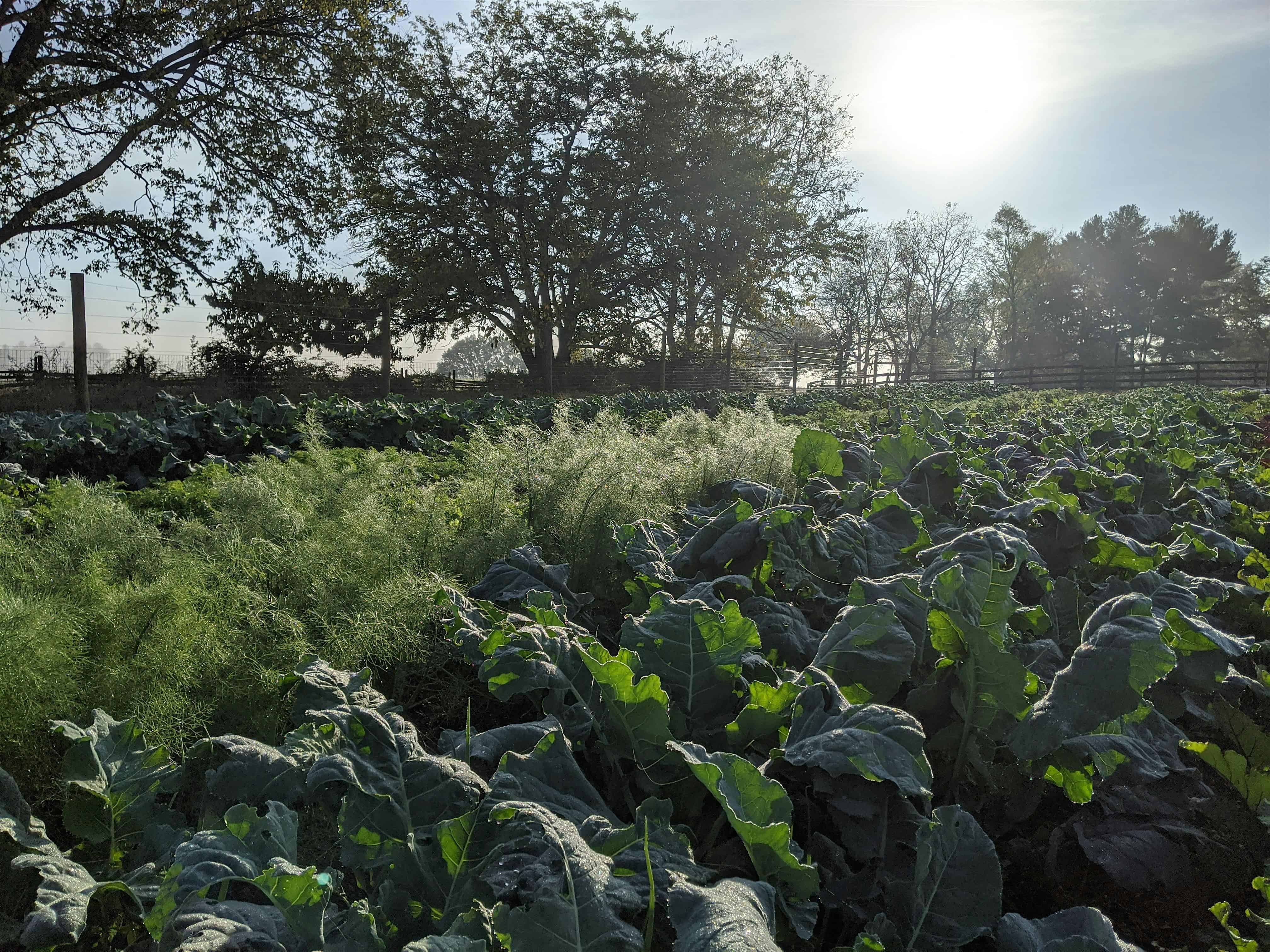 4th Annual Celebrating the Harvest – A Farm to Table Dinner – Upperville, VA