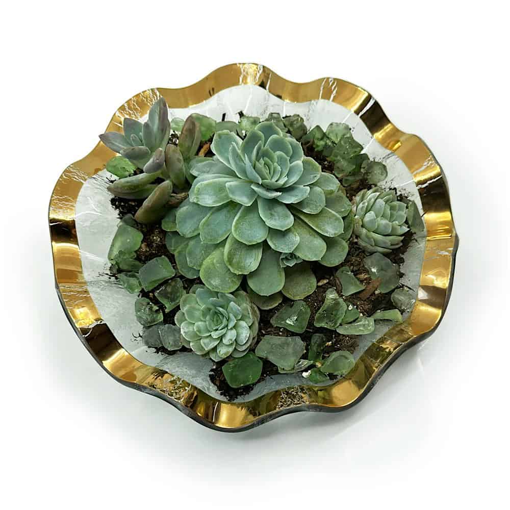 DIY Succulent Garden, Come At Your Convenience – Watsonville, CA