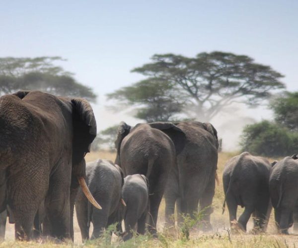 12 Days Kenya Wildlife Safari And Diani Beach Holiday Tour – Central Kenya, Kenya