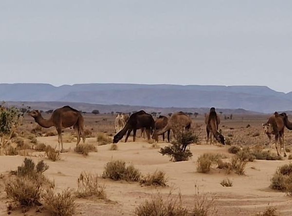 2 days 1 night Mhamid Sahara desert – Drâa-Tafilalet, Morocco