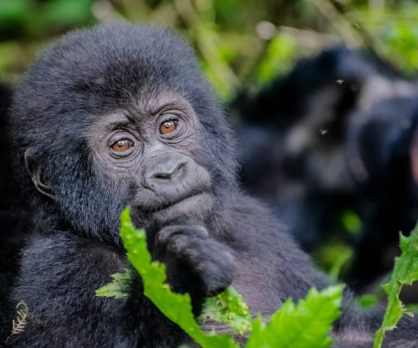 3-Day Gorilla Trekking Experience in Uganda – Kamwenge, Uganda