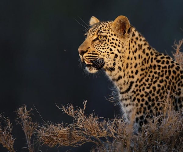 3 Day Kruger Safari Tour from Johannesburg – North West, South Africa