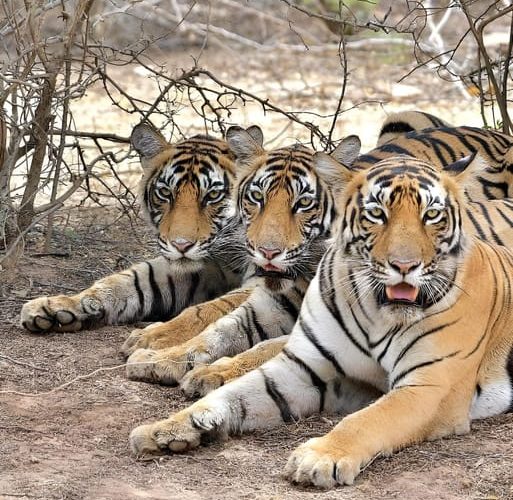 4-Day Golden Triangle & Ranthambore Tiger Safari from Delhi – New Delhi, India