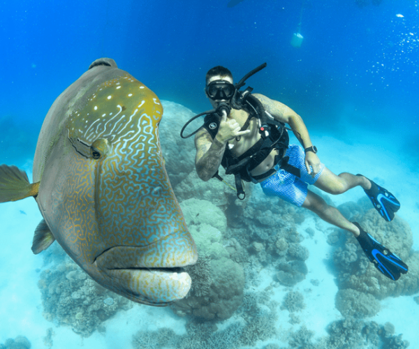 4-Day Learn to Dive PADI Open Water Course – Queensland, Australia