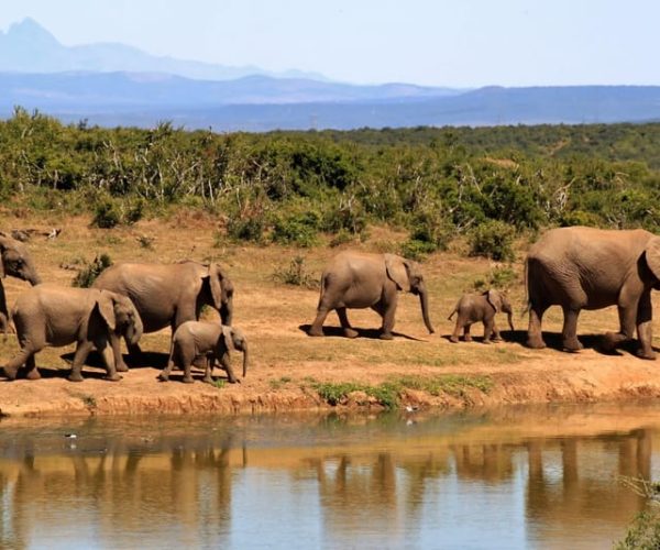 4 Days Safari in Tsavo and Amboseli National Park – Coast Province, Kenya