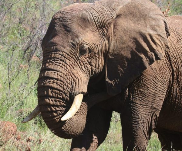 : Addo Elephant National Park Safari – Eastern Cape, South Africa