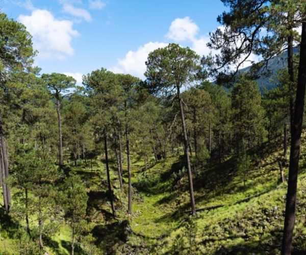 Ajusco: Mountain Hiking or Cycling Adventure – Greater Mexico City, Mexico