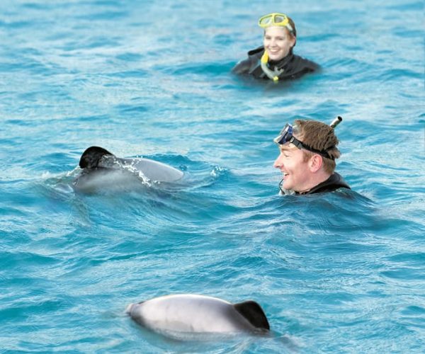 Akaroa: Swimming with Wild Dolphins 3.5 Hour Experience – South Island, New Zealand