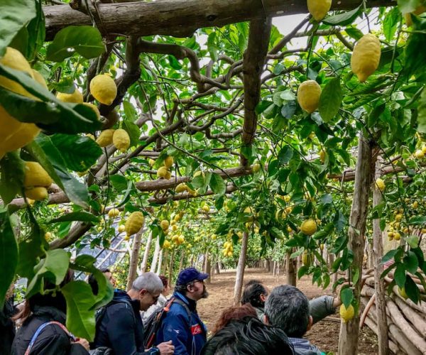 Amalfi Coast Path of the Lemon private walking tour – Campania, Italy