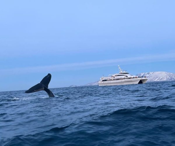 Arctic Express Alta-Tromsø with Whale Safari (one way) – Barents Sea, Norway