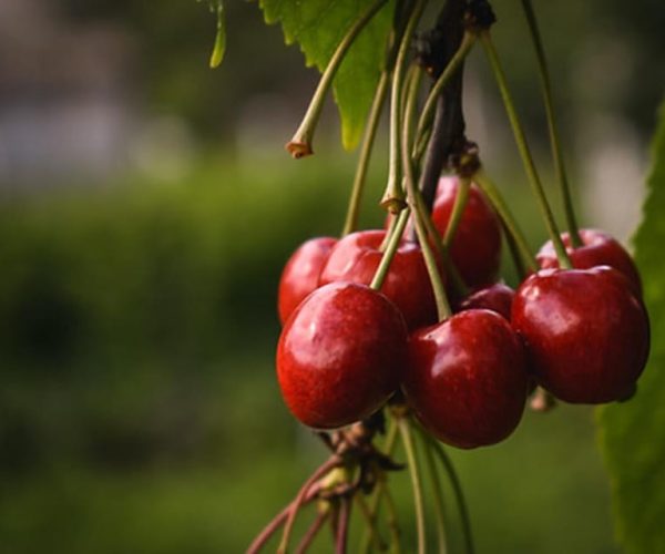 Aylesford: Cherry Festival – Nova Scotia, Canada