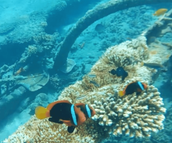 Bali: Candidasa Snorkeling Trips with Transfer – Bali, Indonesia