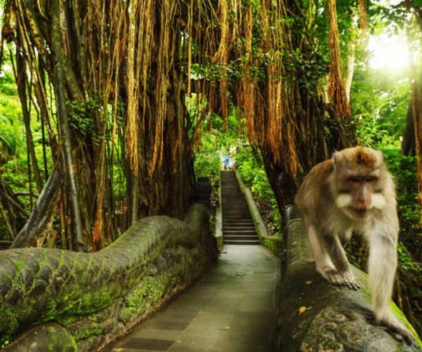 Bali: Monkey forest & Waterfall Tour – Bali, Indonesia