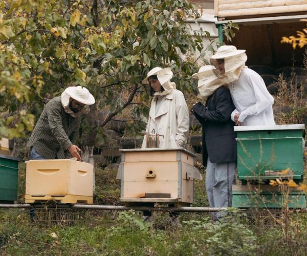 Beekeeping and Honey Wine Making Experience – Lori Province, Armenia