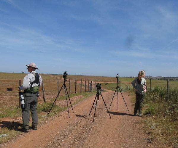 Birdwatching tour in Mértola and Castro Verde region – Beja District, Portugal