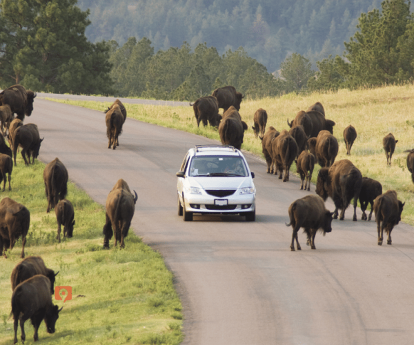 Black Hills & Badlands: Self-Guided Driving Tour Bundle – Custer, South Dakota