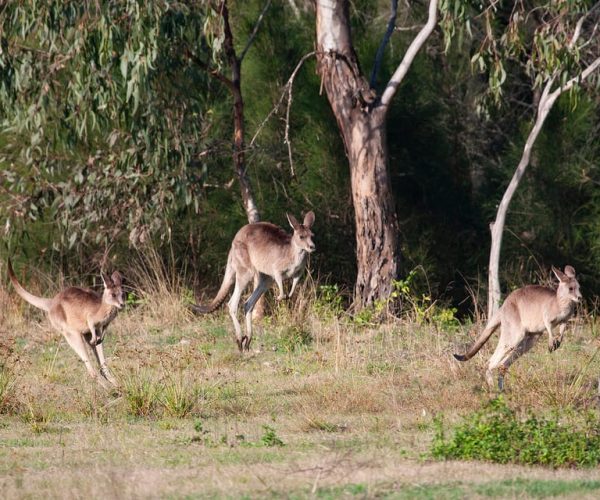 Brisbane: Kangaroos, Birds and Mangroves Coastal Tour – Queensland, Australia