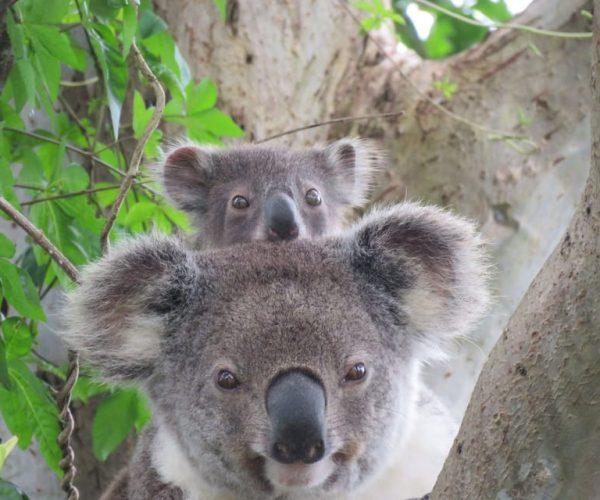 Byron Bay Wild Koala Tour – New South Wales, Australia