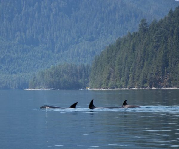 Campbell River: Whale Watching Cruise with Lunch – British Columbia, Canada